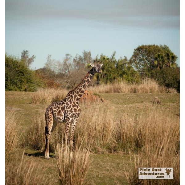 kilimanjaro-safaris-giraffe